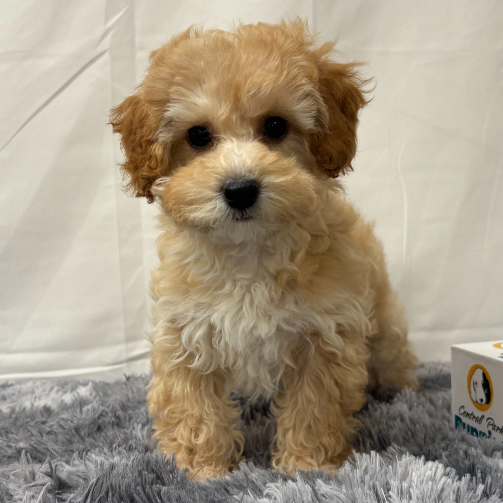F1b Maltipoo Puppy for Sale in NYC