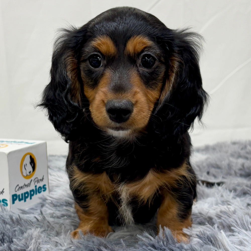 Mini Dachshund Puppy for Sale in NYC