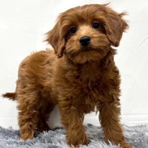 F1b Maltipoo Puppy for Sale