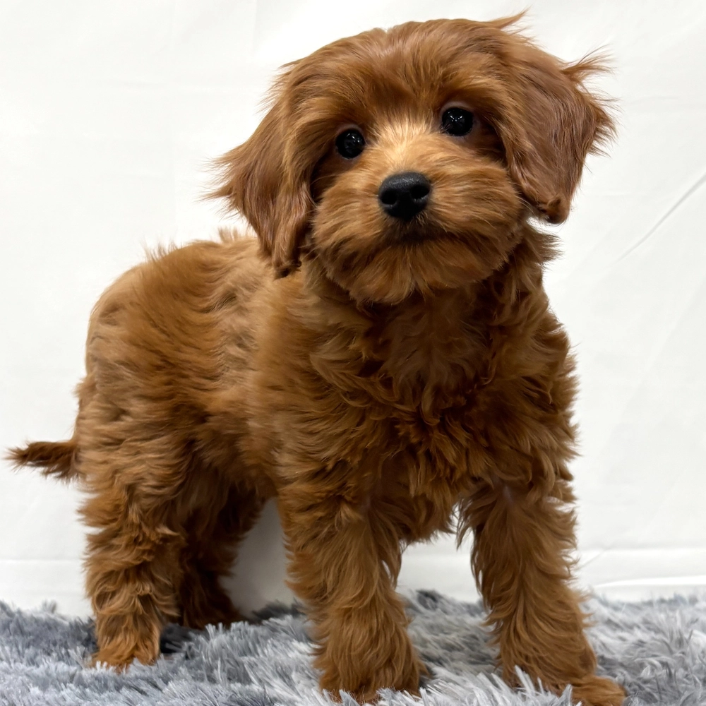 F1b Maltipoo Puppy for Sale in NYC