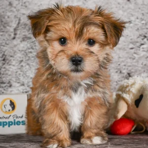 F1 Morkie Puppy for Sale