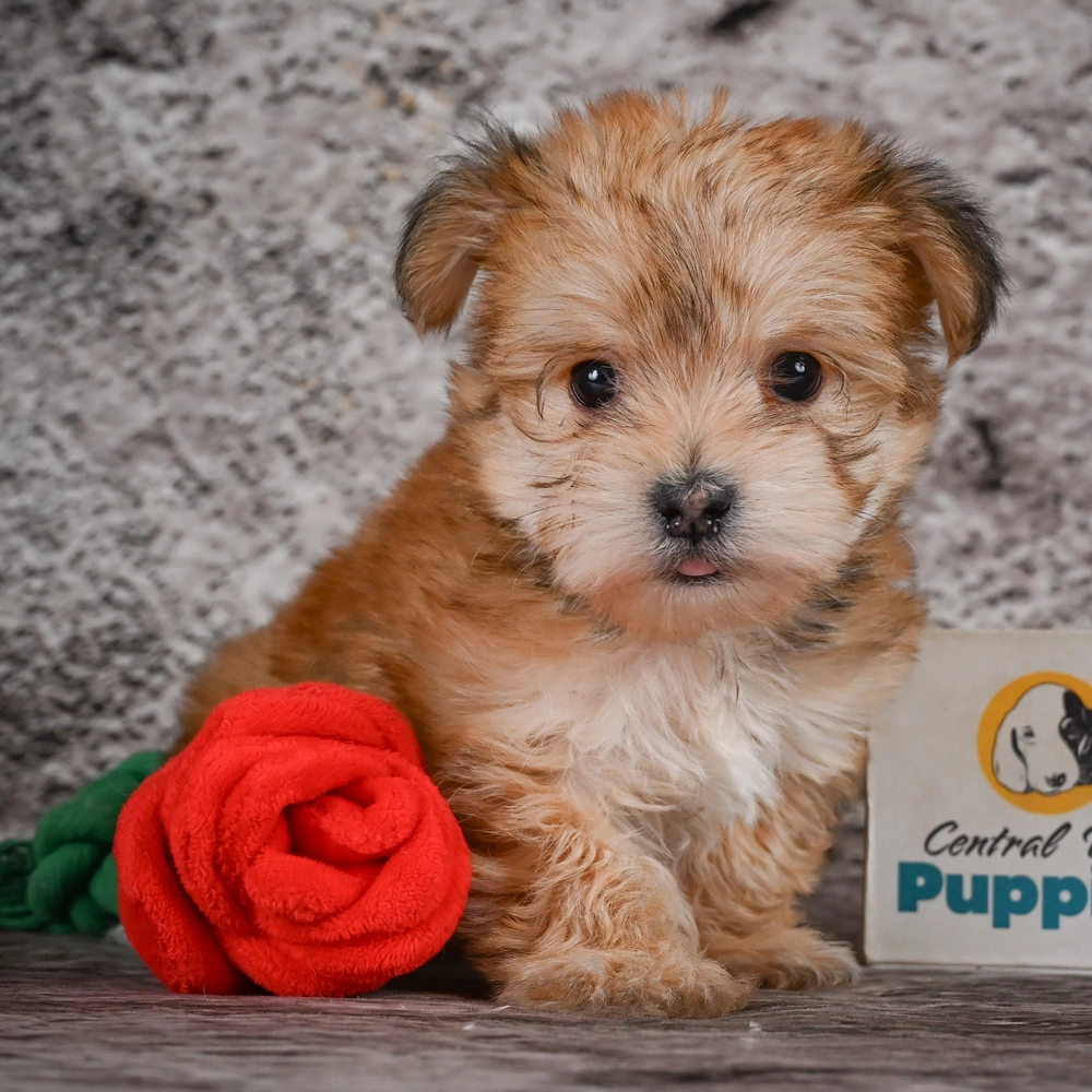 F1 Morkie Puppy for Sale in NYC