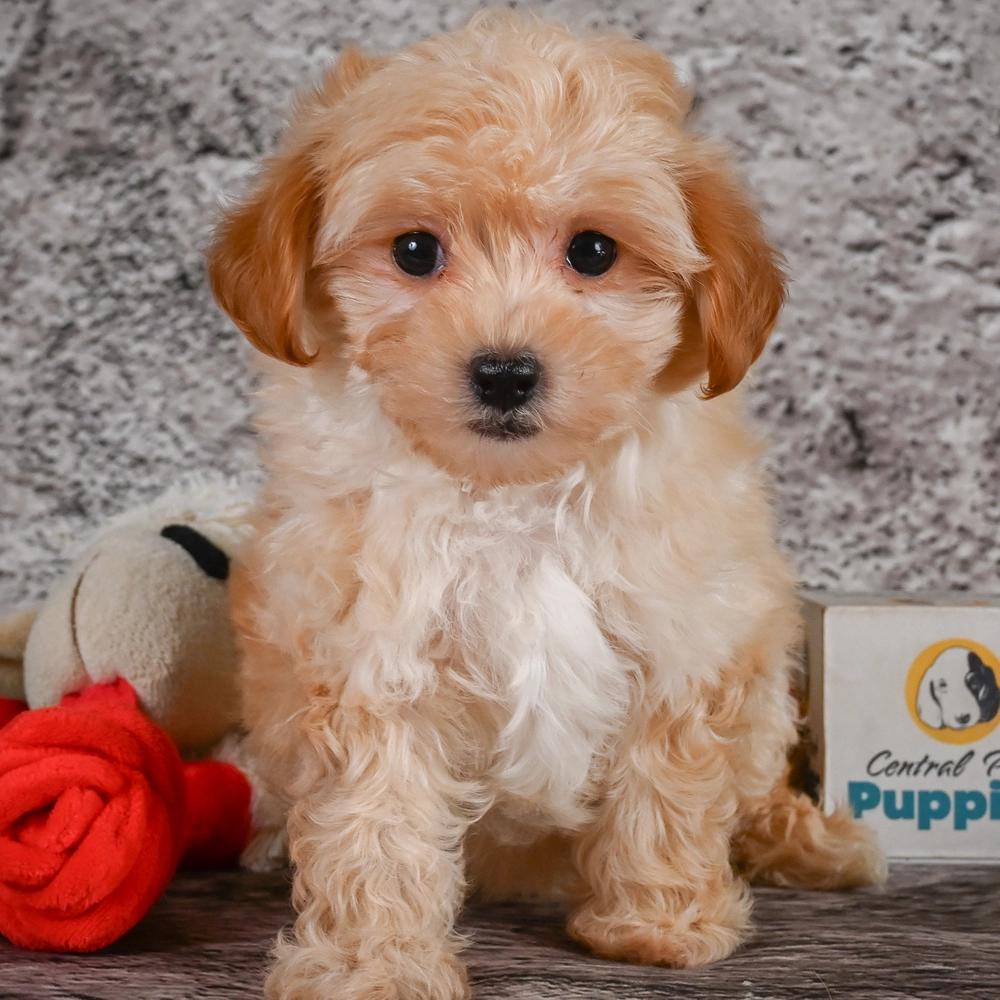 F1 Maltipoo Puppy for Sale in NYC