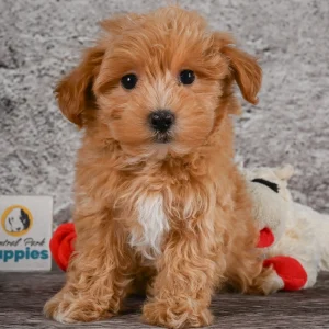 F1 Maltipoo Puppy for Sale