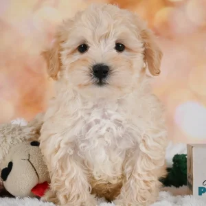 F1 Maltipoo Puppy for Sale