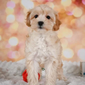 F1 Maltipoo Puppy for Sale