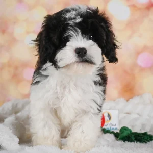 F1 Cavapoo Puppy for Sale