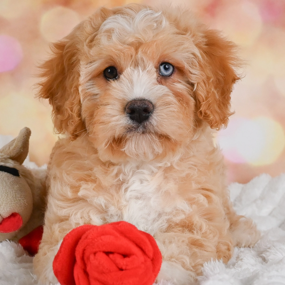 F1 Cavapoo Puppy for Sale in NYC