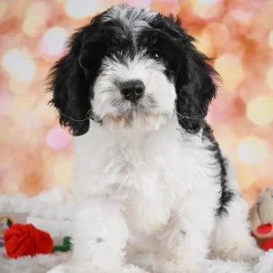 F1 Cavapoo Puppy for Sale