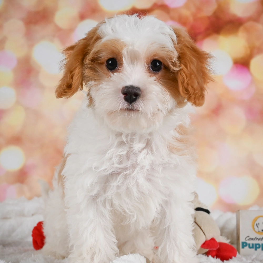 F1 Cavapoo Puppy for Sale in NYC