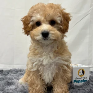 F1b Maltipoo Puppy for Sale