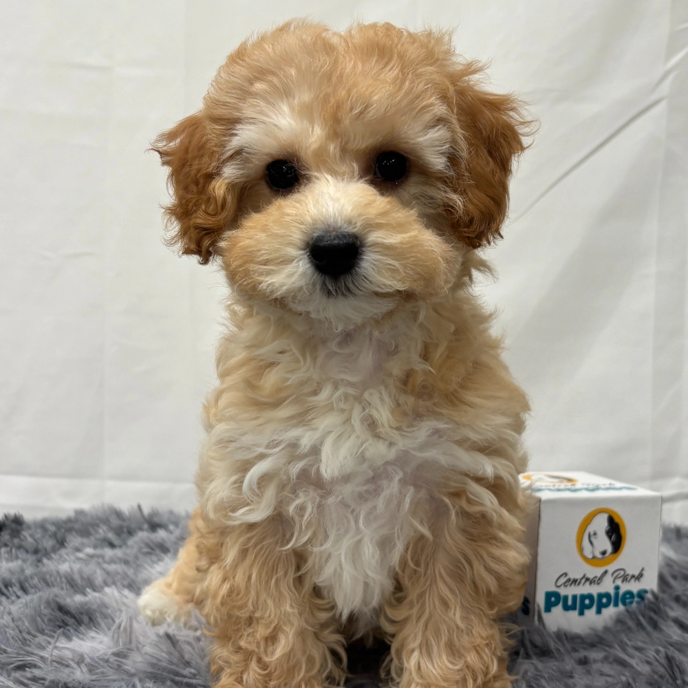 F1b Maltipoo Puppy for Sale in NYC