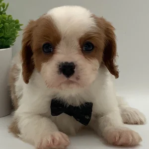 Cavalier King Charles Spaniel Puppy for Sale
