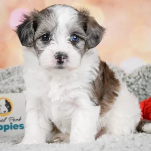 F1 Maltipoo Puppy for Sale