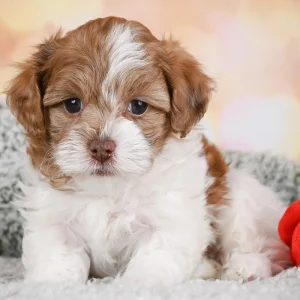 F1 Maltipoo Puppy for Sale