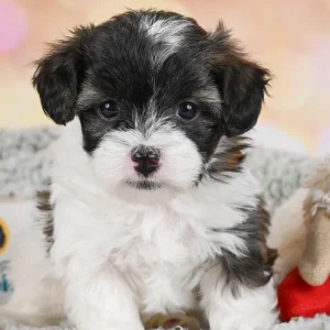 F1 Maltipoo Puppy for Sale