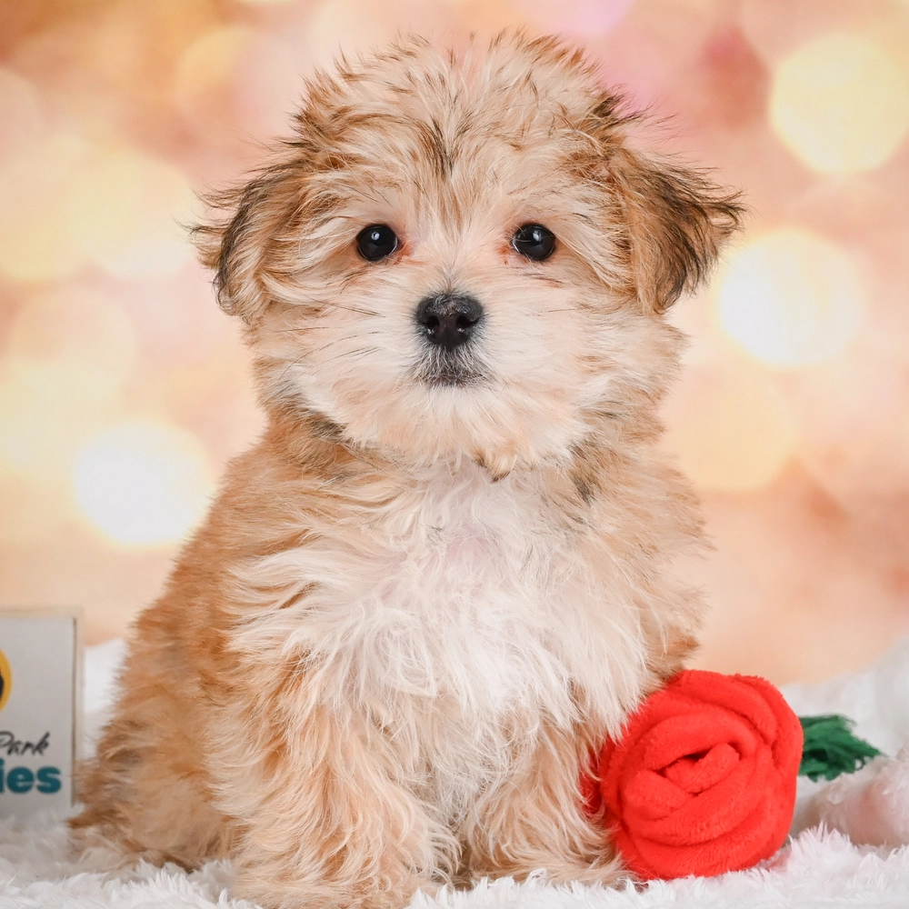 F1 Morkie Puppy for Sale in NYC