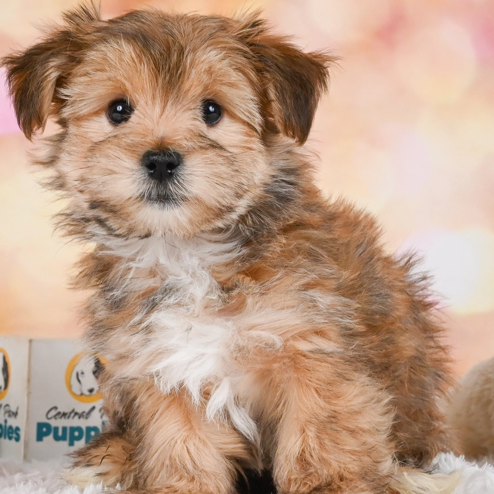 F1 Morkie Puppy for Sale in NYC