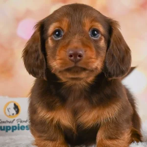 Mini Dachshund Puppy for Sale