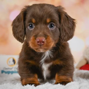 Mini Dachshund Puppy for Sale