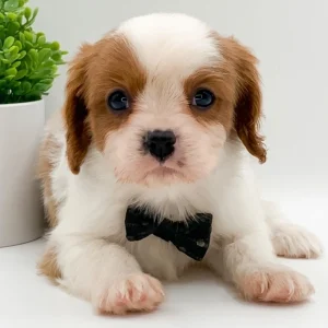 Cavalier King Charles Spaniel Puppy for Sale