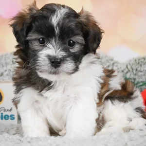 F1 Maltipoo Puppy for Sale