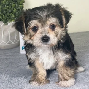 F1 Morkie Puppy for Sale
