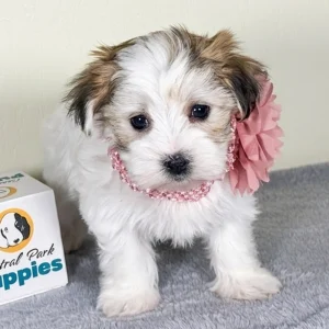 F1 Morkie Puppy for Sale