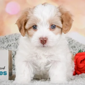 F1 Maltipoo Puppy for Sale