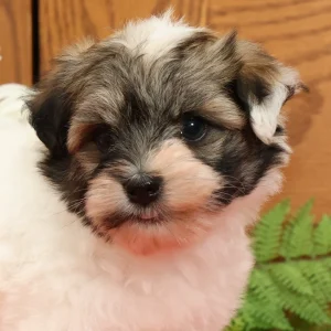 Havanese Puppy for Sale