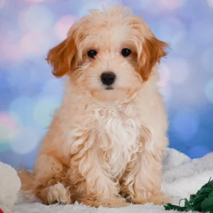 F1 Maltipoo Puppy for Sale