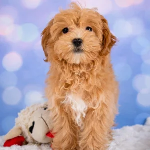 F1 Maltipoo Puppy for Sale