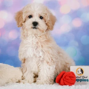F1 Maltipoo Puppy for Sale