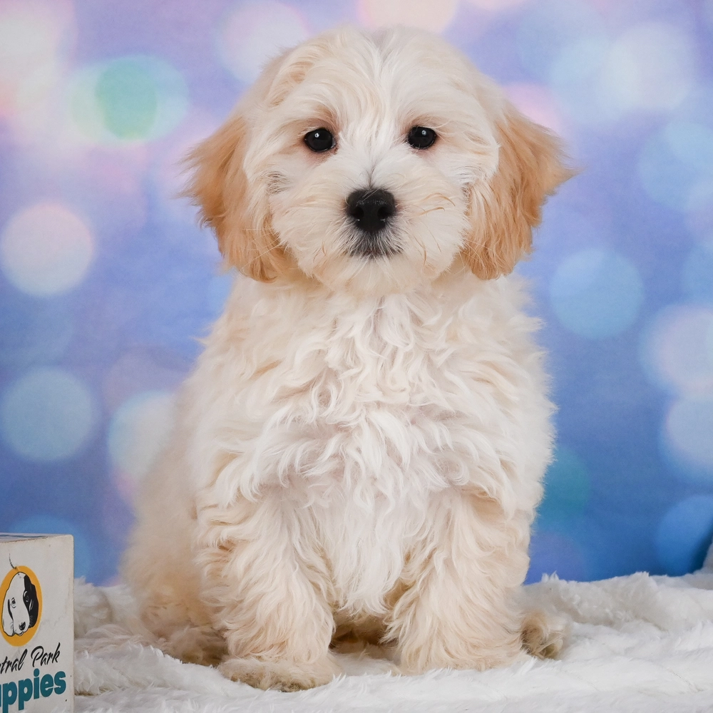 F1 Maltipoo Puppy for Sale in NYC