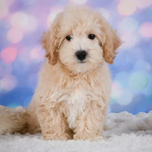 F1 Maltipoo Puppy for Sale