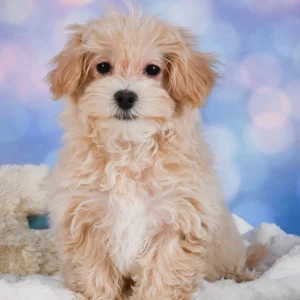 F1 Maltipoo Puppy for Sale