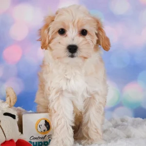 F1 Maltipoo Puppy for Sale