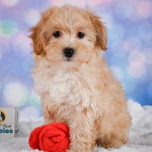 F1 Maltipoo Puppy for Sale
