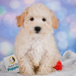 F1 Maltipoo Puppy for Sale
