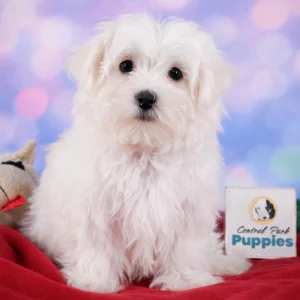 Maltese Puppy for Sale