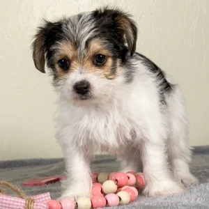 F1 Morkie Puppy for Sale