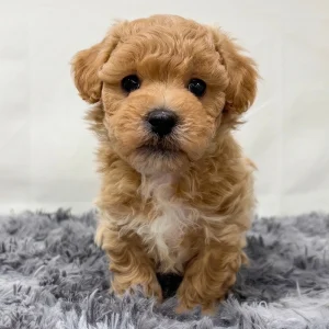 F1 Maltipoo Puppy for Sale