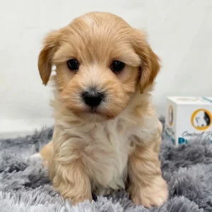 F1 Maltipoo Puppy for Sale