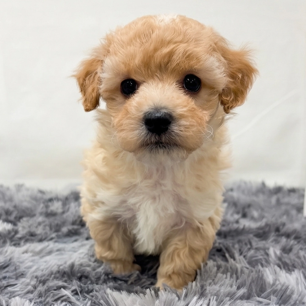 F1 Maltipoo Puppy for Sale in NYC