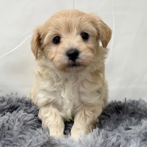F1 Maltipoo Puppy for Sale