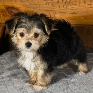 F1 Morkie Puppy for Sale