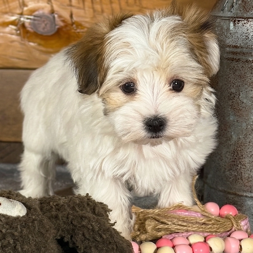 F1 Morkie Puppy for Sale in NYC