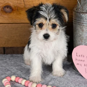 F1 Morkie Puppy for Sale