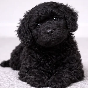 F1b Cavapoo Puppy for Sale