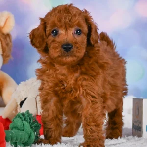 F1b Cavapoo Puppy for Sale